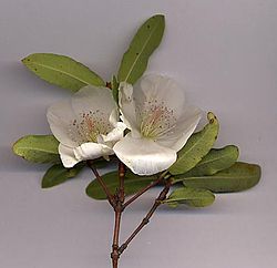 Eucryphia sp.