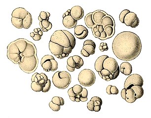 Shells (tests), usually made of calcium carbonate, from a foraminiferal ooze on the deep ocean floor