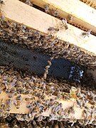 Italian honeybees festooning between two frames, within the Langstroth hive I keep.