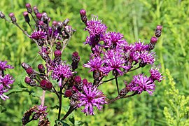 Western ironweed