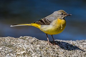 50. Platz: Herwig Winter mit Gebirgsstelze (Motacilla cinerea) mit Beute im Geo-Naturpark Bergstraße-Odenwald