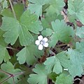 Geranium rotundifolium