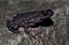 Ghatophryne ornata или Malabar Torrent Toad.jpg