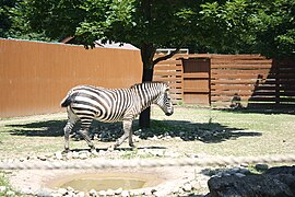 Grant's zebra