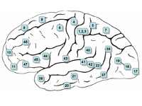 Permukaan lateral