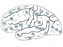 Surface of the human brain, with Brodmann areas numbered Gray726-Brodman.png