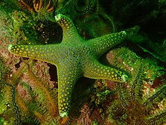 Grey starfish Callopatiria formosa