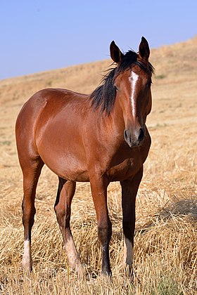 Cheval kurde bai à Bismil