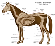 The skeletal system of a modern horse.