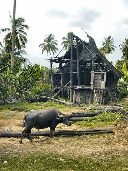 Berkas:Indonesia-Bull.jpg
