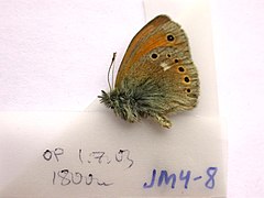 Description de l'image JM4-8 Coenonympha rhodopensis (3431888162).jpg.