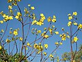 Cochlospermum fraseri g