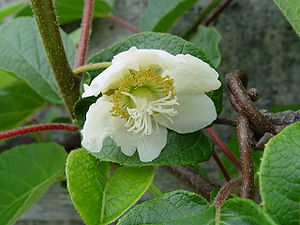 Kiiwi-bloos (Actinidia chinensis)