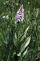 Dactylorhiza maculata