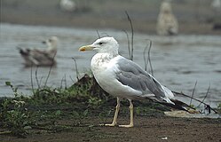 Larus cachinnans 3 (Марек Щепанек) .jpg