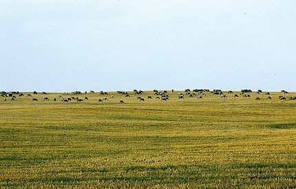 Palau-solità i Plegamans (Vallès Occidental), 21 de juliol de 2004