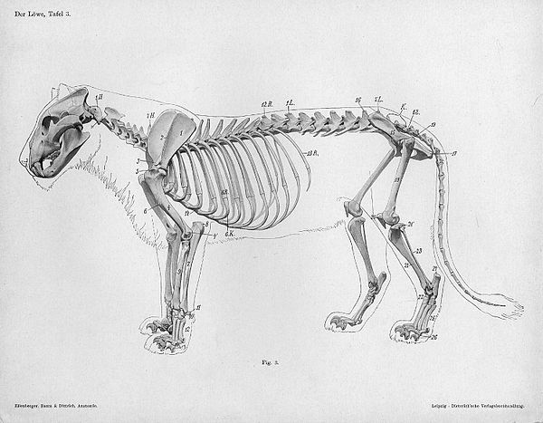 Lion Skeleton