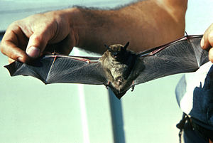 Note: this is indicated as a big brown bat if ...