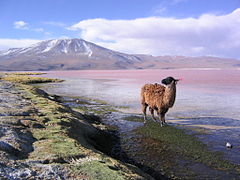 Lama sur la laguna Colorada
