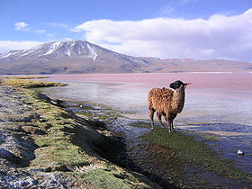 Llama en la laguna Colorada Potosí Bolivia.jpg