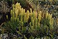 Strobilo de Likopodio (Lycopodium)