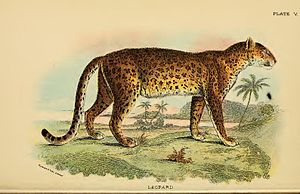 Leopard / Felis pardus