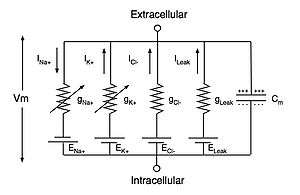 Circuit diagram depicting five parallel circuits that are interconnected at the top to the extracellular solution and at the bottom to the intracellular solution.