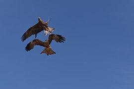 Spectacle des oiseaux au ZooParc de Beauval à Saint-Aignan-sur-Cher.