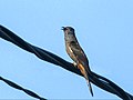 Moluccan cuckoo