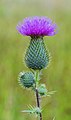 Image 15 Cirsium vulgare Photograph credit: Dominicus Johannes Bergsma Cirsium vulgare is a species of thistle in the plant family Asteraceae. Native to Europe and Western Asia, it has become naturalised in North America, Africa and Australia, and is an invasive weed in some areas. It is a ruderal species, able to colonise bare ground, but also persists well on pasture as its thorny leaves and stems make it unpalatable to most grazing animals. The flowers are rich in nectar, attracting bees and butterflies, and the seeds are a favourite with goldfinches, linnets and greenfinches. The downy pappus, which assists in wind dispersal of the seeds, is used by birds as nest-lining material. More selected pictures