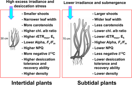 Morphological and photoacclimatory responses of intertidal and subtidal Zostera marina eelgrass Morphological and photoacclimatory responses of Zostera marina.png