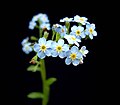 Luhtalemmikin (Myosotis scorpioides) kiemura viuhko