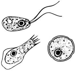 Різні стадії Naegleria