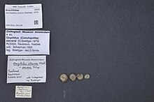 Four small spiral shells are lined in a row. Down the left side of the image, there is a series of scraps of paper naming the species and the scientist who collected the samples. Some are handwritten.