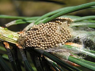 egg-mass on an empty cocoon amongst conifer needles