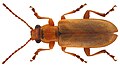 Orsodacne cerasi