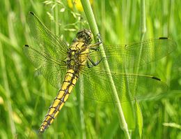 Tinkliškoji skėtė (Orthetrum cancellatum), patelė