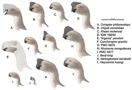Profiel van de Oviraptorinae