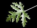 Miniatura para Pelargonium odoratissimum