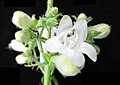 Flowers of Penstemon digitalis