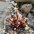 Petrosedum ochroleucum