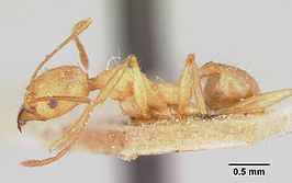 Pheidole oswaldi