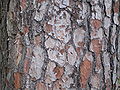 Bark