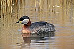 Miniatura para Podiceps grisegena