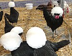 Coq et poules Hollandaise naine noir à huppe blanche