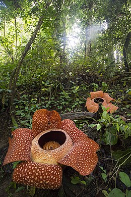 óriás bűzvirág (Rafflesia arnoldii) Indonéziában