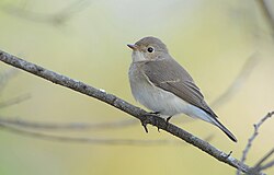 Red-breasted Flycatcher (Ficedula parva).jpg