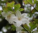 Rhododendron quinquefolium.JPG