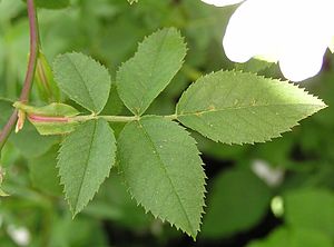 Rosa canina blatt 2005.05.26 11.50.13.jpg