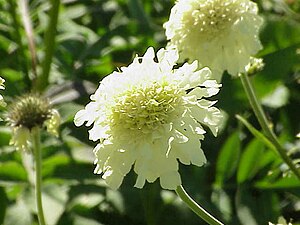 Scabiosa ochroleuca